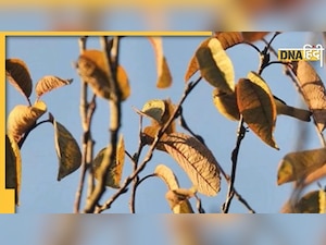 Optical Illusion: पेड़ की डालियों के पीछे छिपी है चिड़िया, ढूंढकर तो दिखाइए