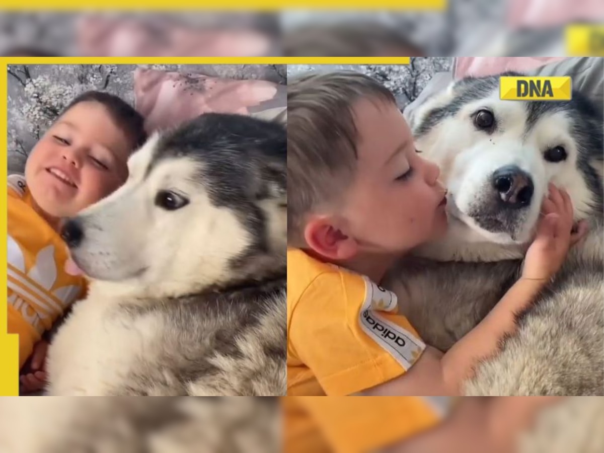 Watch: Husky snuggles with toddler, netizens are in awe