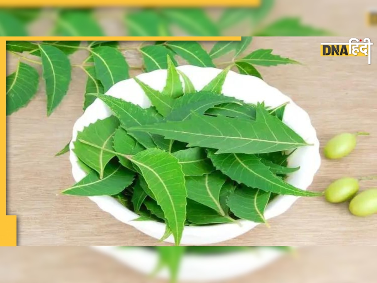 Neem Benefits: गांव में नीम को कहते हैं दवाखाना, जानिए नीम के और कितने हैं नाम और इसके अनगिनत फायदे भी