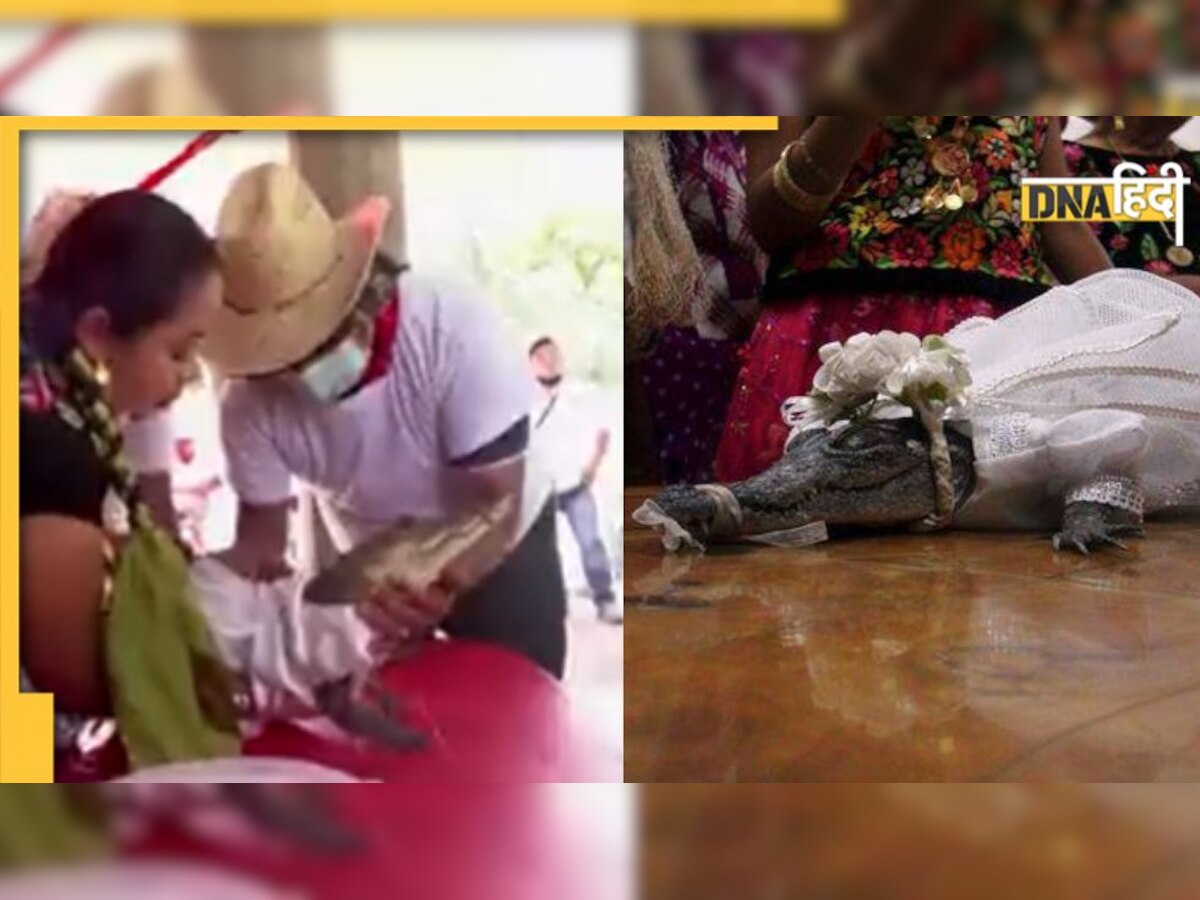 Marriage with Alligator: मेयर ने मगरमच्‍छ से कर ली श��ादी, हजारों लोग हुए शामिल, सफेद कपड़ों में खूब जची 'अनोखी दुल्हन'