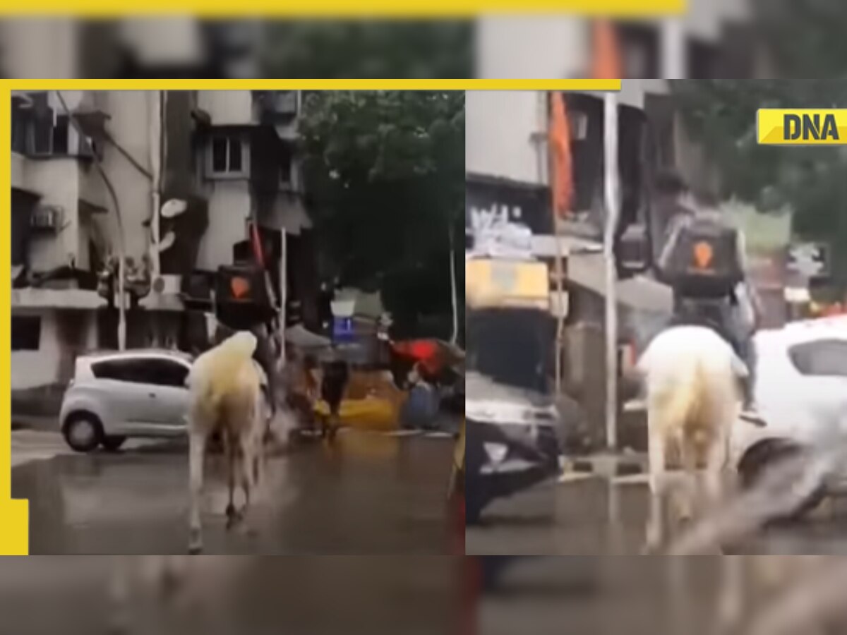 Swiggy agent rides horse to fulfil order amid Mumbai rains, ‘shahi delivery’ wins hearts