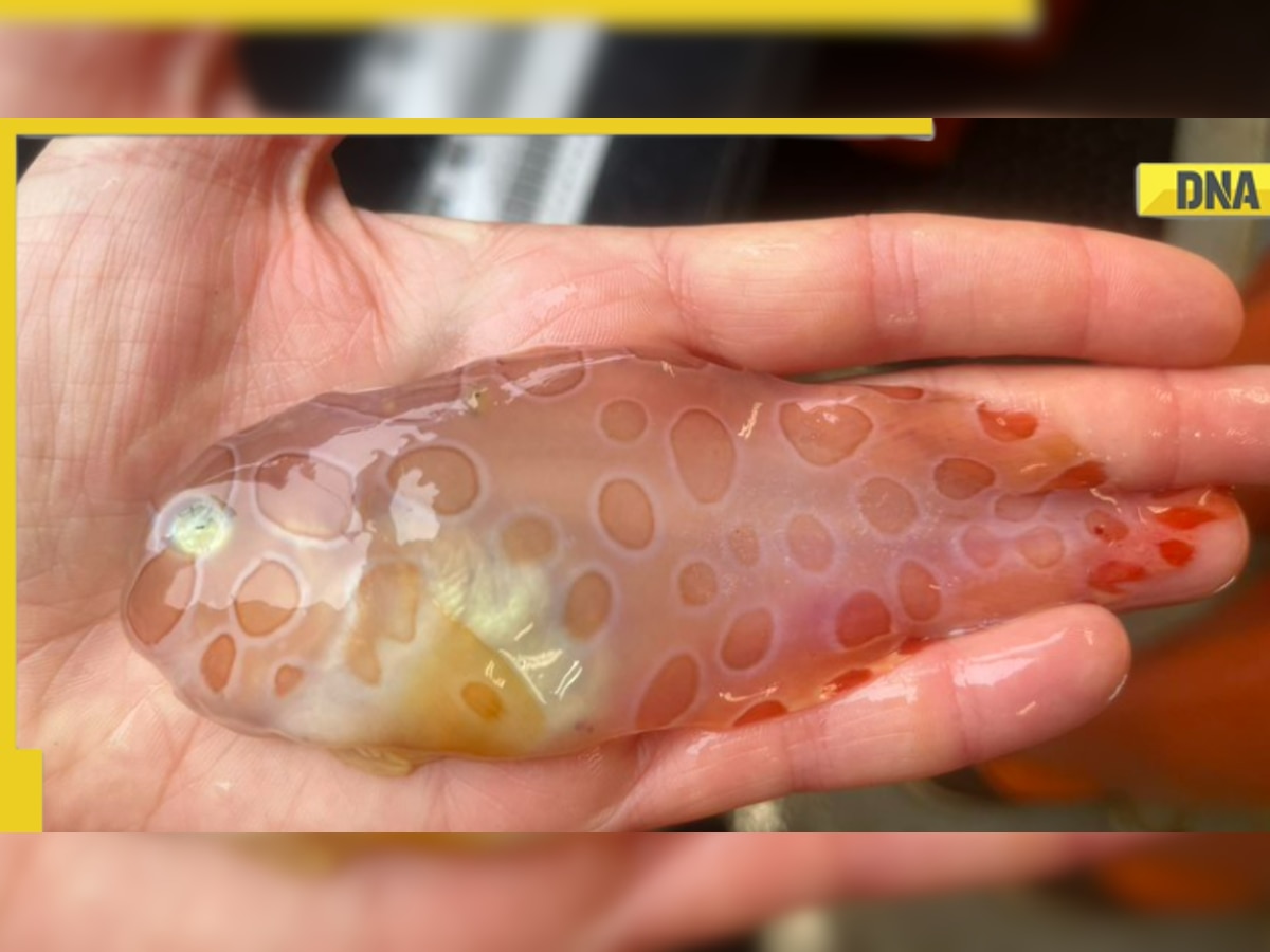 Rare ‘transparent fish’ found in Alaskan waters, know cool features of strange creature 