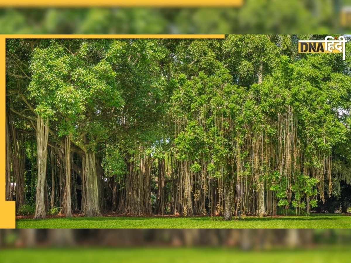 Beneficial Trees in Astro : इन पेड़ों की पूजा से  होगी पैसे की बारिश, जानिए क्या हो विधि-विधान 
