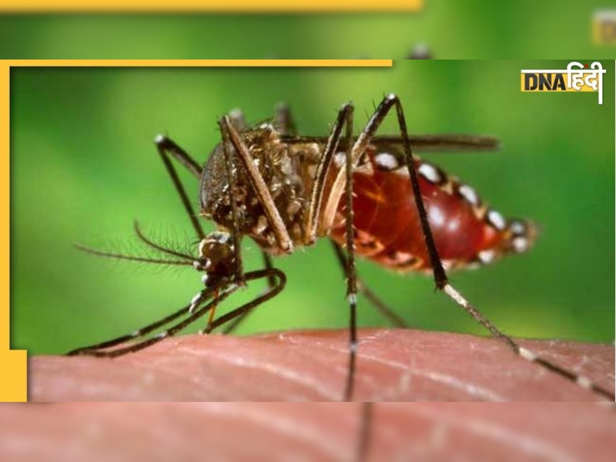 Dengue Prevention Tips: ये 5 पत्ते डेंगूू से बचाएंगे, बस ज�ानिए इन्‍हें लेने का तरीका