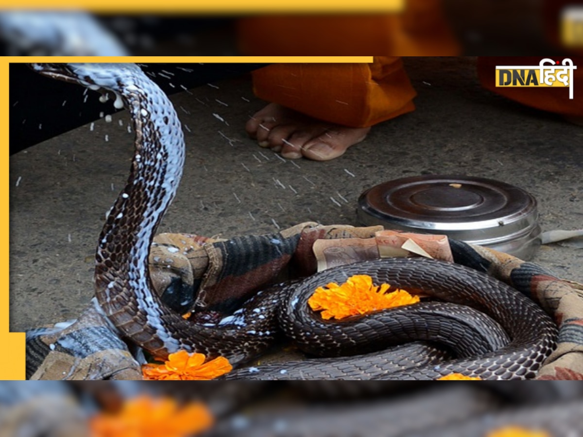 Nag Panchami Dates and Significance: तो इसलिए की जाती है नाग देवता की पूजा, जानें इसकी तारीख और शुभ मुहूर्त