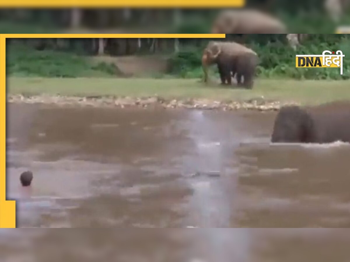 Video: छोटे से हाथी ने बचाई डूबते शख्स की जान, यूं रोका पानी का बहाव