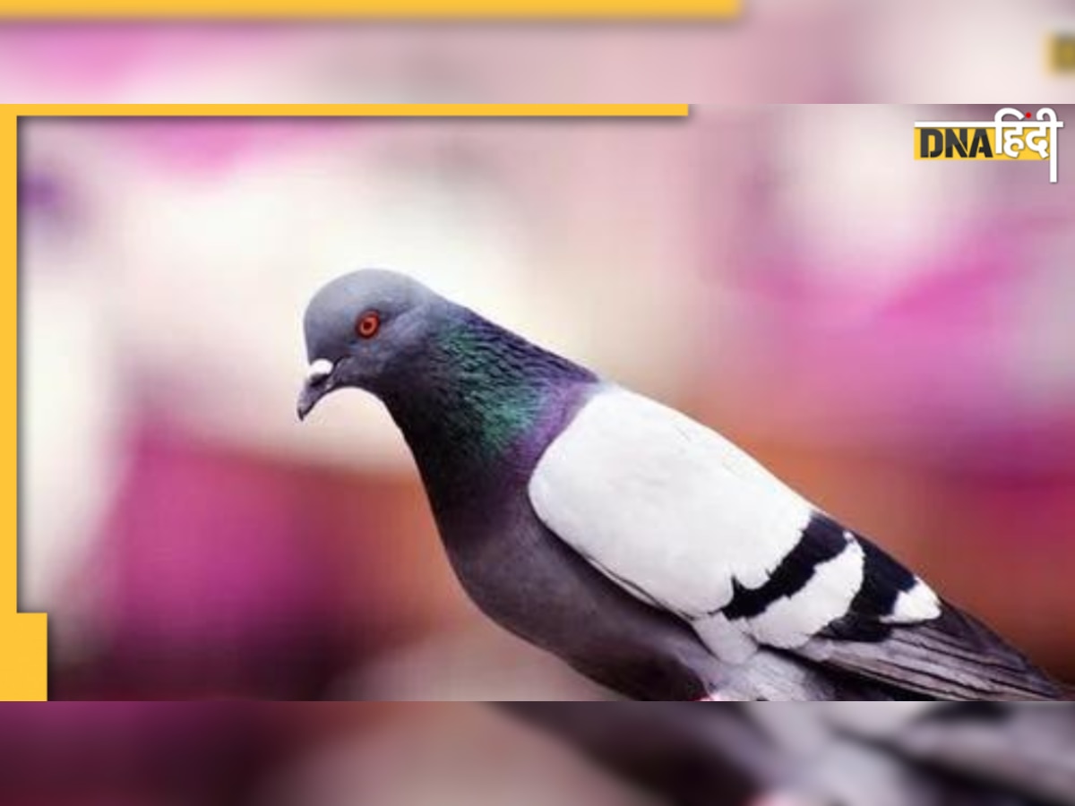 Pigeon good or bad: सुबह-सुबह कर लें कबूतर के दर्शन, बन जाएगा दिन, घर में आएगी सुख-समृद्धि 