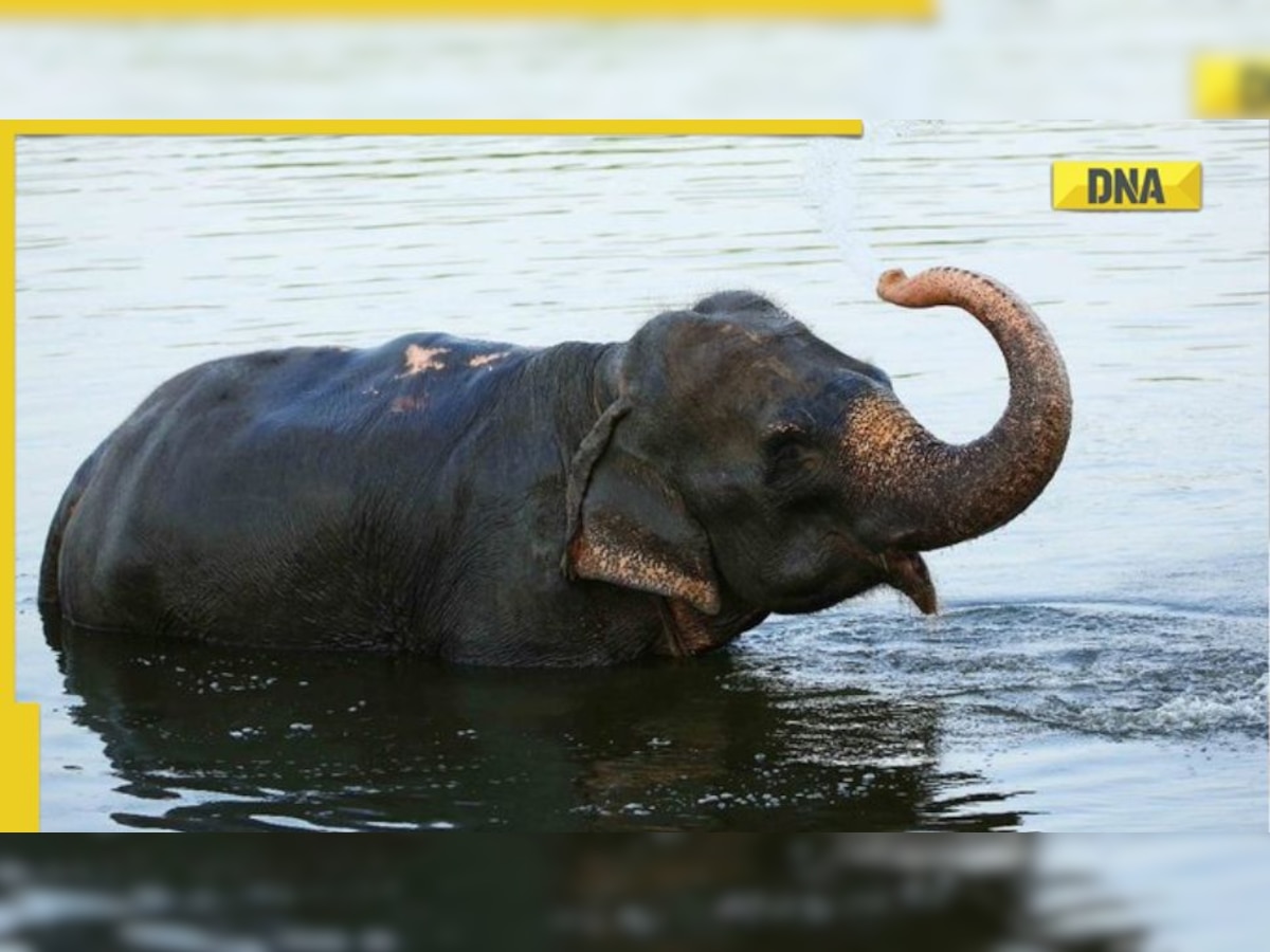 Tamil Nadu: Elephants of Madhurai Temples get swimming pools