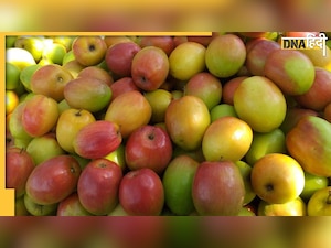 Ber Health Benefits: बेर ही नहीं, इसकी पत्तियां, बीज सेहत के लिए रामबाण, खाने का तरीका बस जान लीजिए