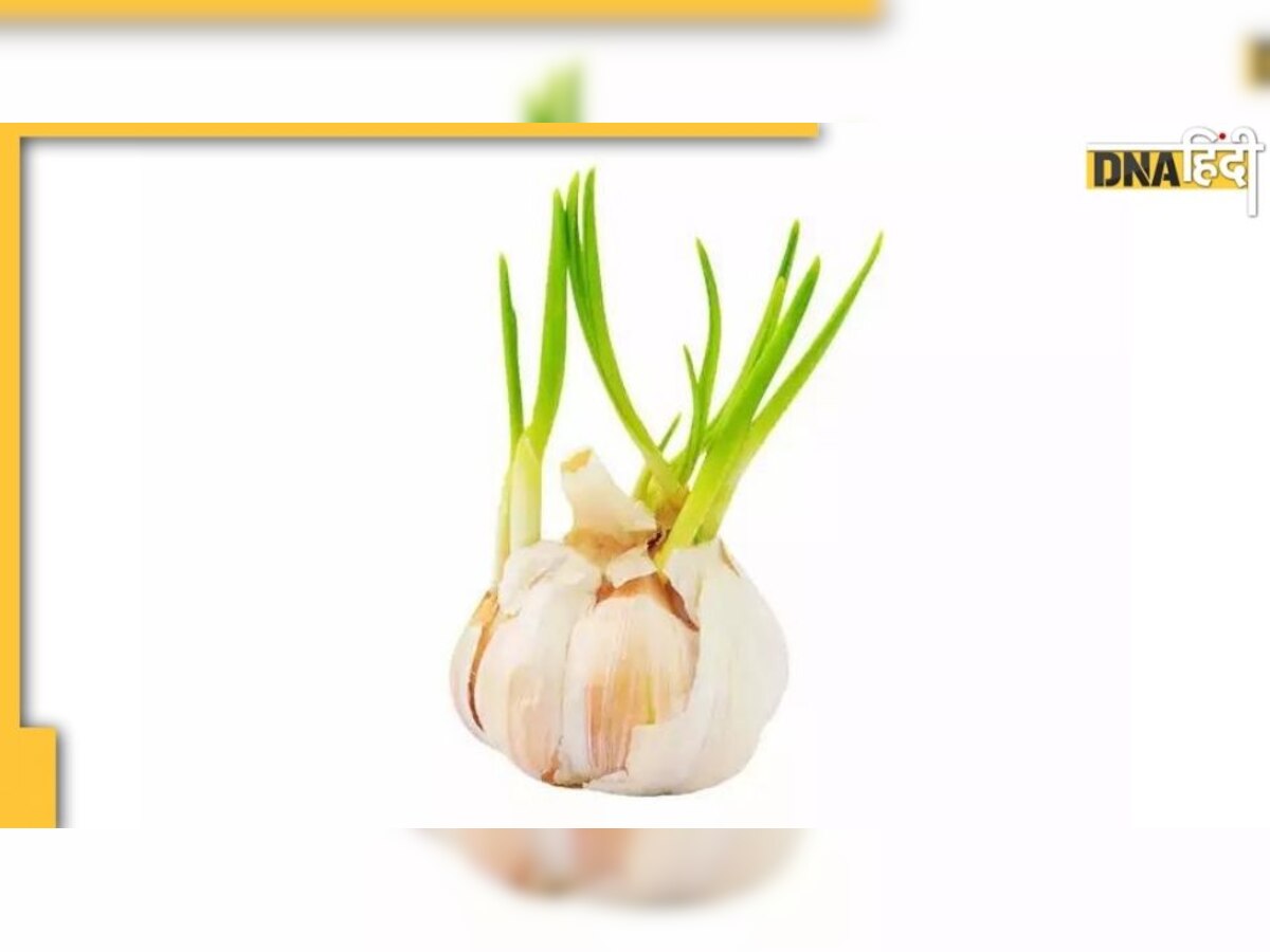 Garlic Benefits: अंकुरित लहसुन खाने की डाल लें आदत, रिसर्च का दवा- ये गंभीर बीमारियां होने लगेंगी कंट्रोल 