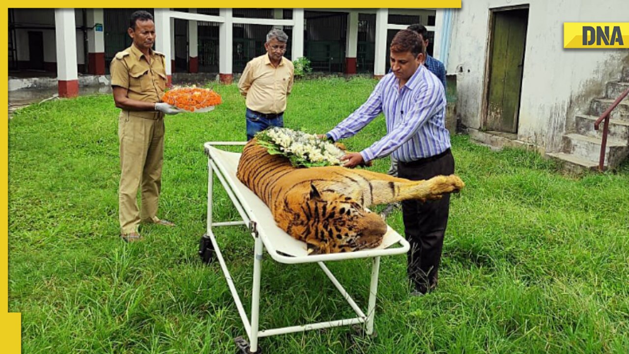 One Of India's Oldest Royal Bengal Tigers, ‘Raja’ Dies At Age Of 25