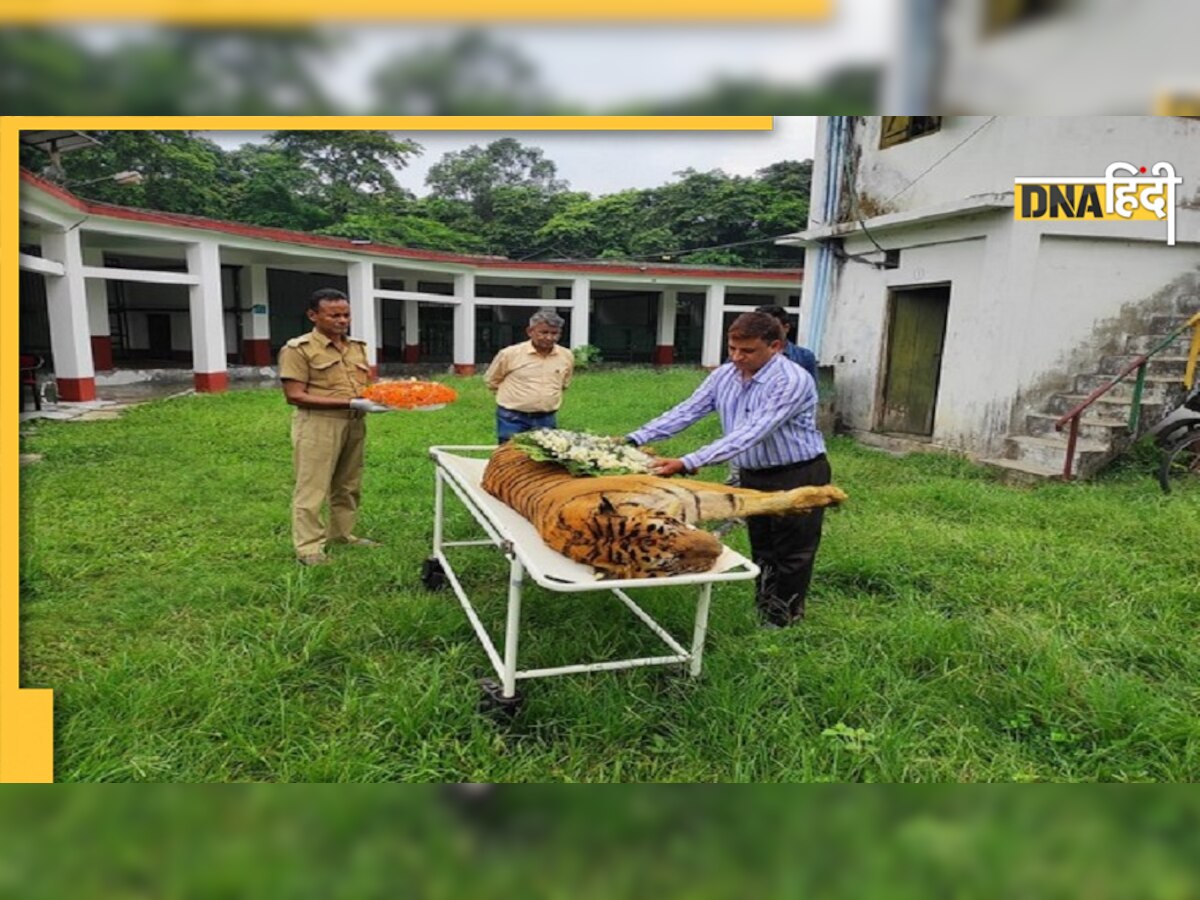 Oldest Tiger Dies: देश के सबसे उम्रदराज टाइगर राजा का निधन, 25 साल की उम्र में ली अंतिम सांस 