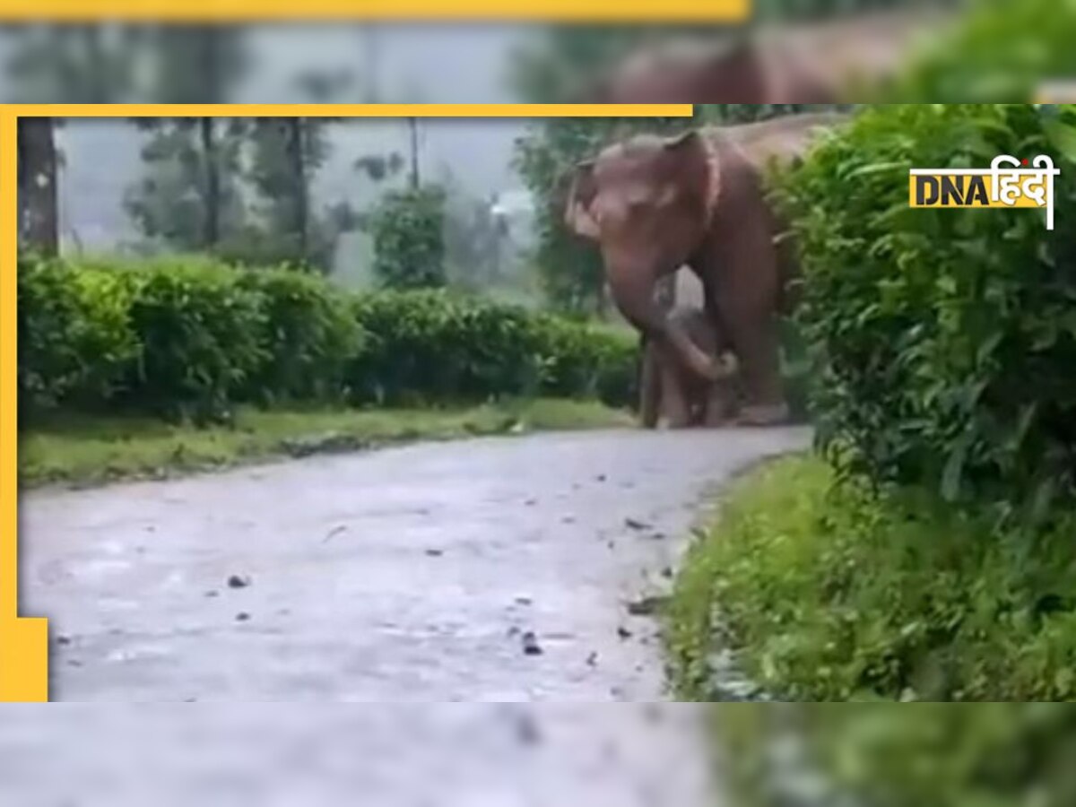 Video: भारी बारिश में परेशान हो रहा था छोटा सा हाथी, मां ने कुछ यूं दूर की मुसीबत