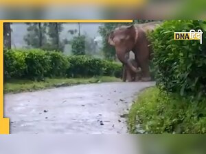 Video: भारी बारिश में परेशान हो रहा था छोटा सा हाथी, मां ने कुछ यूं दूर की मुसीबत