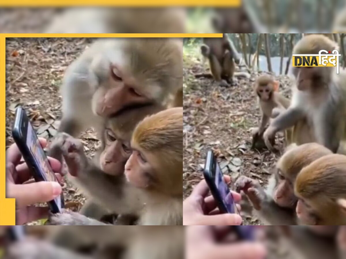 Viral Video: मोबाइल पर अपना वीडियो देखकर पगलाए बंदर, करने लगे ऐसी हरकतें