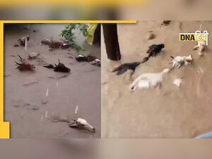 Gujrat Flood: पानी में डूबीं गाय-भैंसें, जिंदगी बचाने की जंग जारी