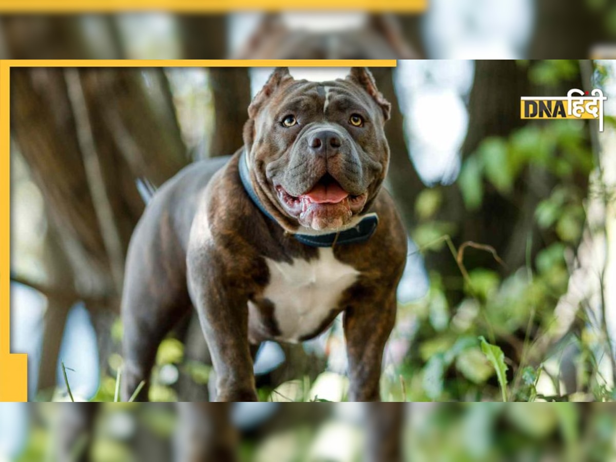 Pitbull Attack & Pet Laws : पालने जा रहे हैं कुत्ता तो हो जाइए सावधान, ज़रूरी है इन नियमों का पालन करना