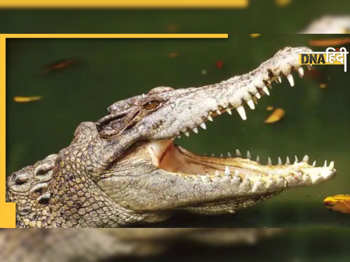 Crocodile Facts: शिकार को चबाता क्यों �नहीं है मगरमच्छ, बिना चबाए कैसे पचता है खाना?