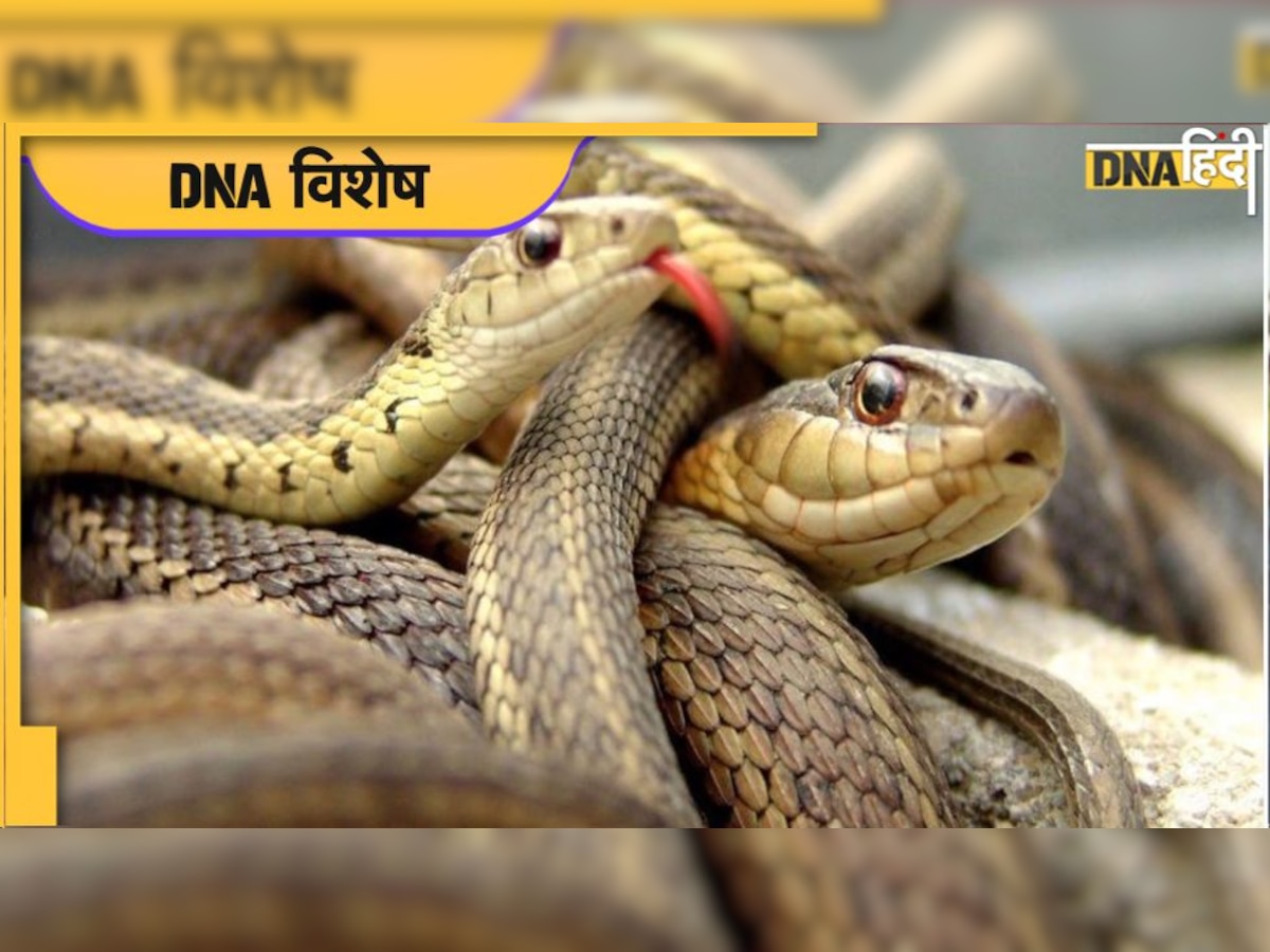 क्यों मनाया जाता है World Snake Day? सांप के काटने से भारत में होती हैं सबसे ज्यादा मौतें