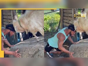 Viral Video: फिटनेस के लिए बकरे से भिड़ जाता है ये बंदा, देखें किसने किसको दी पटखनी