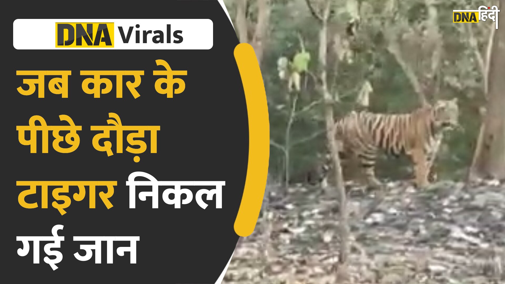 VIDEO: जब कार के पीछे लगाई टाइगर ने दौड़, हलक में आई जान