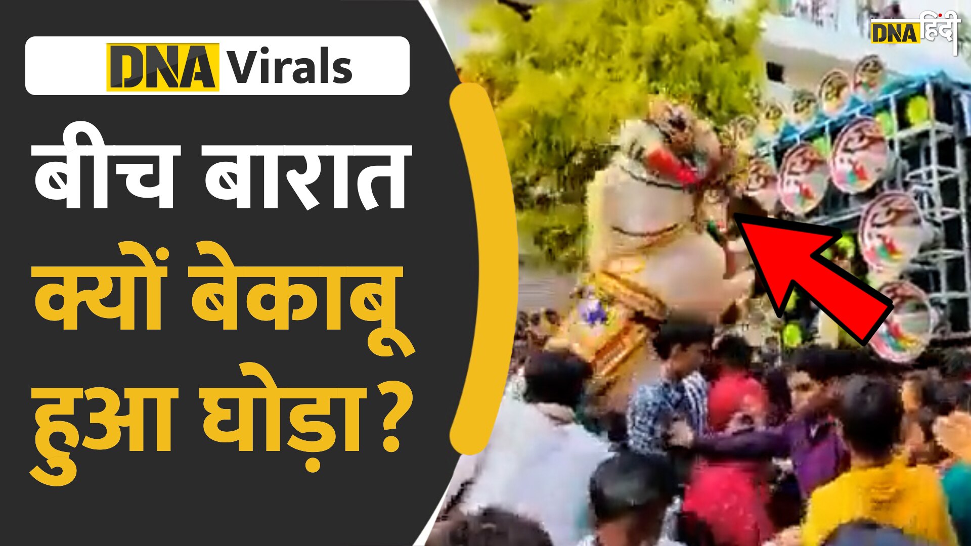 Video: जब बारात में तेज म्यूजिक सुन घोड़े को आया गुस्सा, देखें फिर क्या हुआ