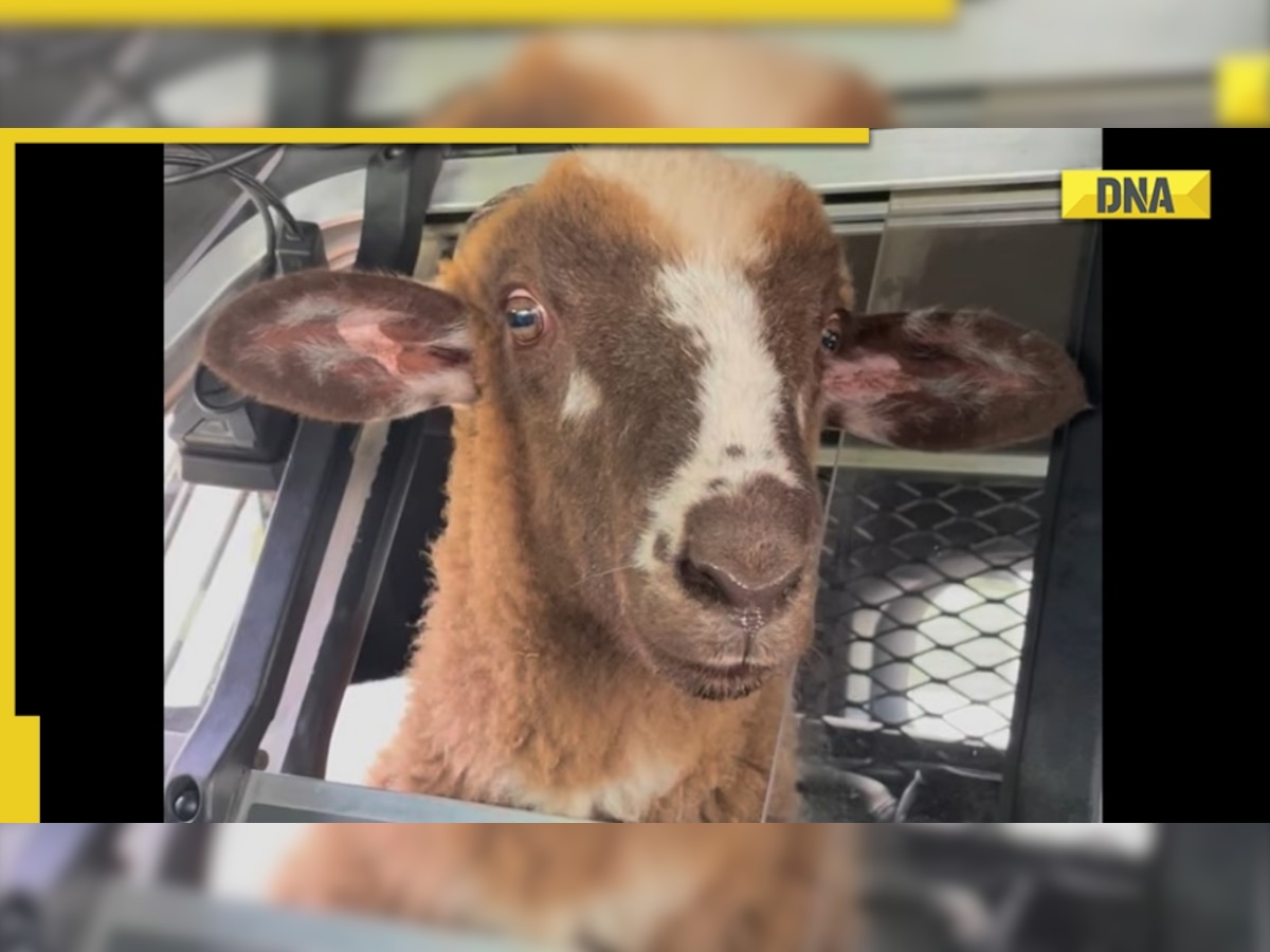 Viral video: Sheep gets a ride home in police cruiser, netizens react