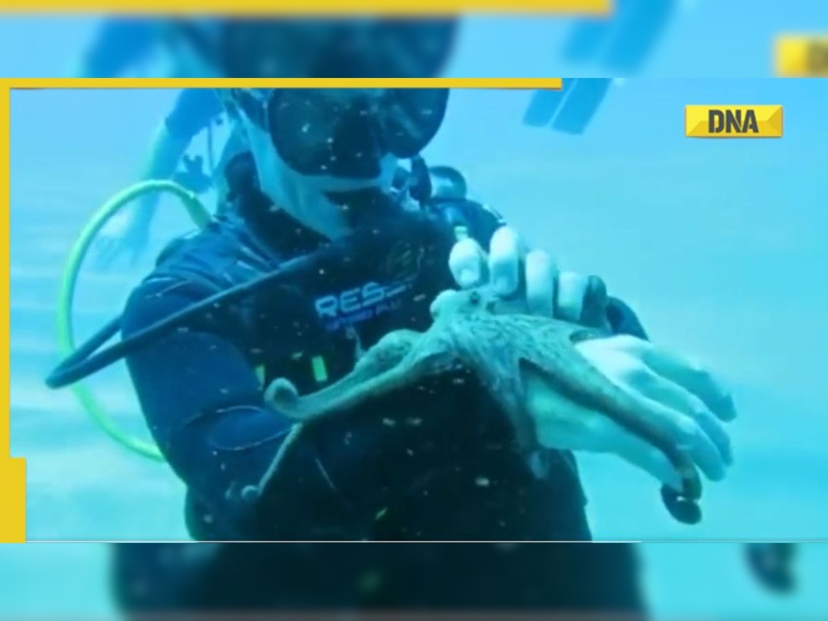 Viral Video: Deep sea diver plays with octopus, internet goes crazy