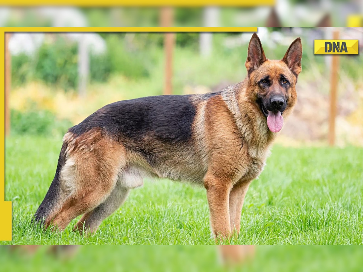 Bihar police detains German shepherd dog under violation of Excise laws, says 'it's getting expensive for us to keep'