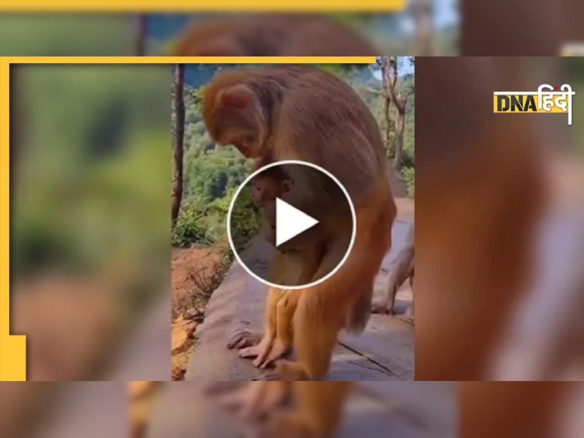 Monkey Video: बच्चे के गले में अटका खाना, रुकने लगी थी सांसें, मां ने यूं बचाई जान