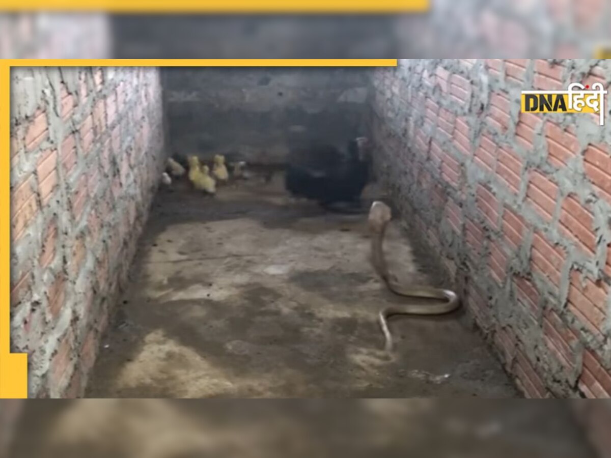 बच्चों को बचाने के लिए खतरनाक सांप से लड़ गई मुर्गी, जबरदस्त Fight कर यूं चखाया मजा