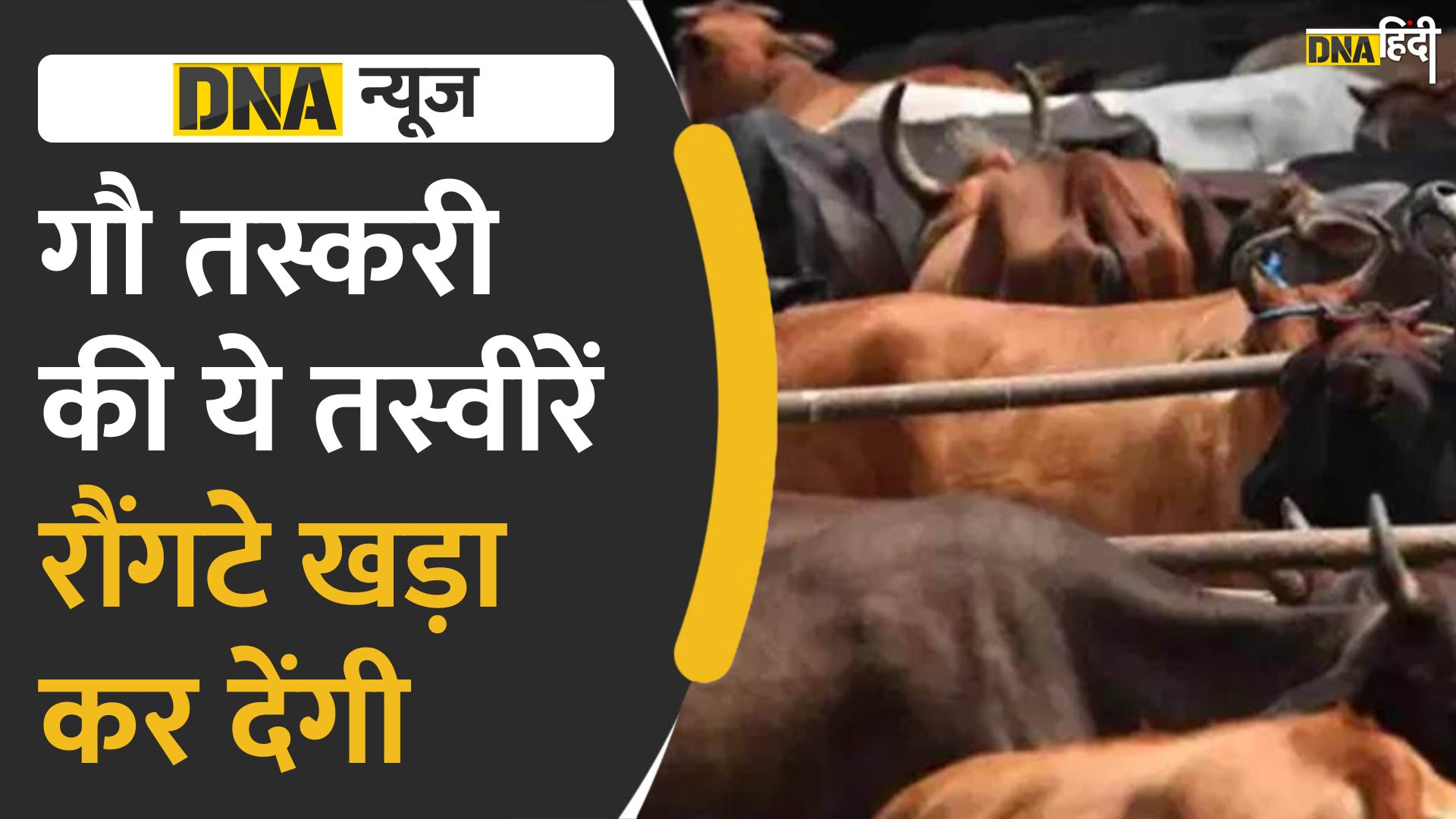 VIDEO:  22 किलोमीटर तक गाड़ी भगाते रहे गौ तस्कर, इनके स्टंट देखकर फिल्म आ जाएगी याद