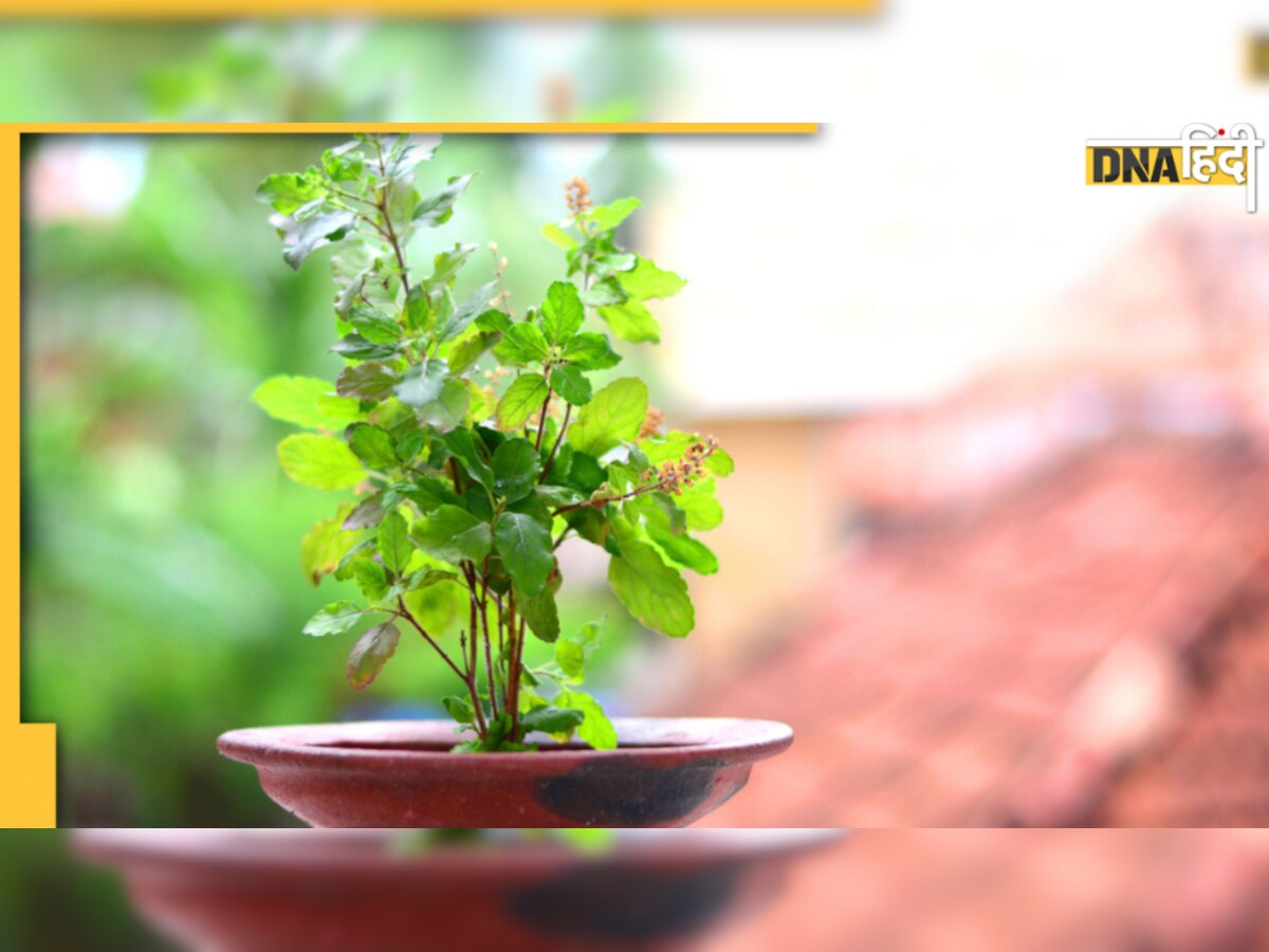 Tulsi Plant Vastu Tips: जान लें तुलसी का पौधा लगाने की सही दिशा, वरना नहीं होगी बरकत 