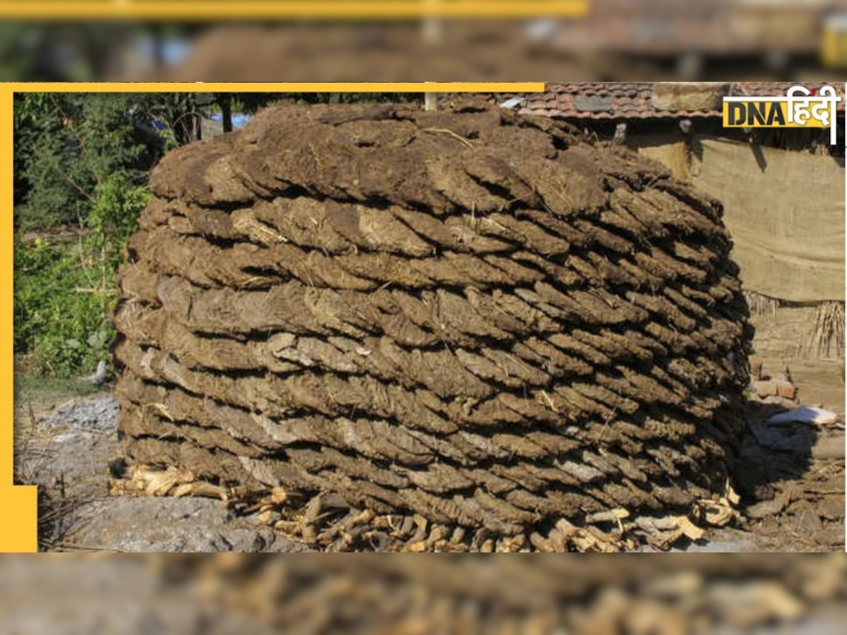 Cow Dung: गाय के गोबर से ब्‍लैक फंगस का खतरा, उपले के धुएं से अपंगता भी संभव-यूएस स्‍टडी