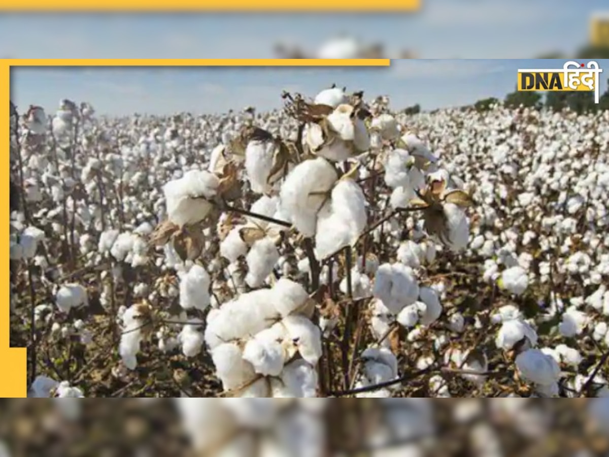 Cotton Price में अब ज्यादा गिरावट की आशंका कम, जानिए क्या है इसके पीछे की वजह 