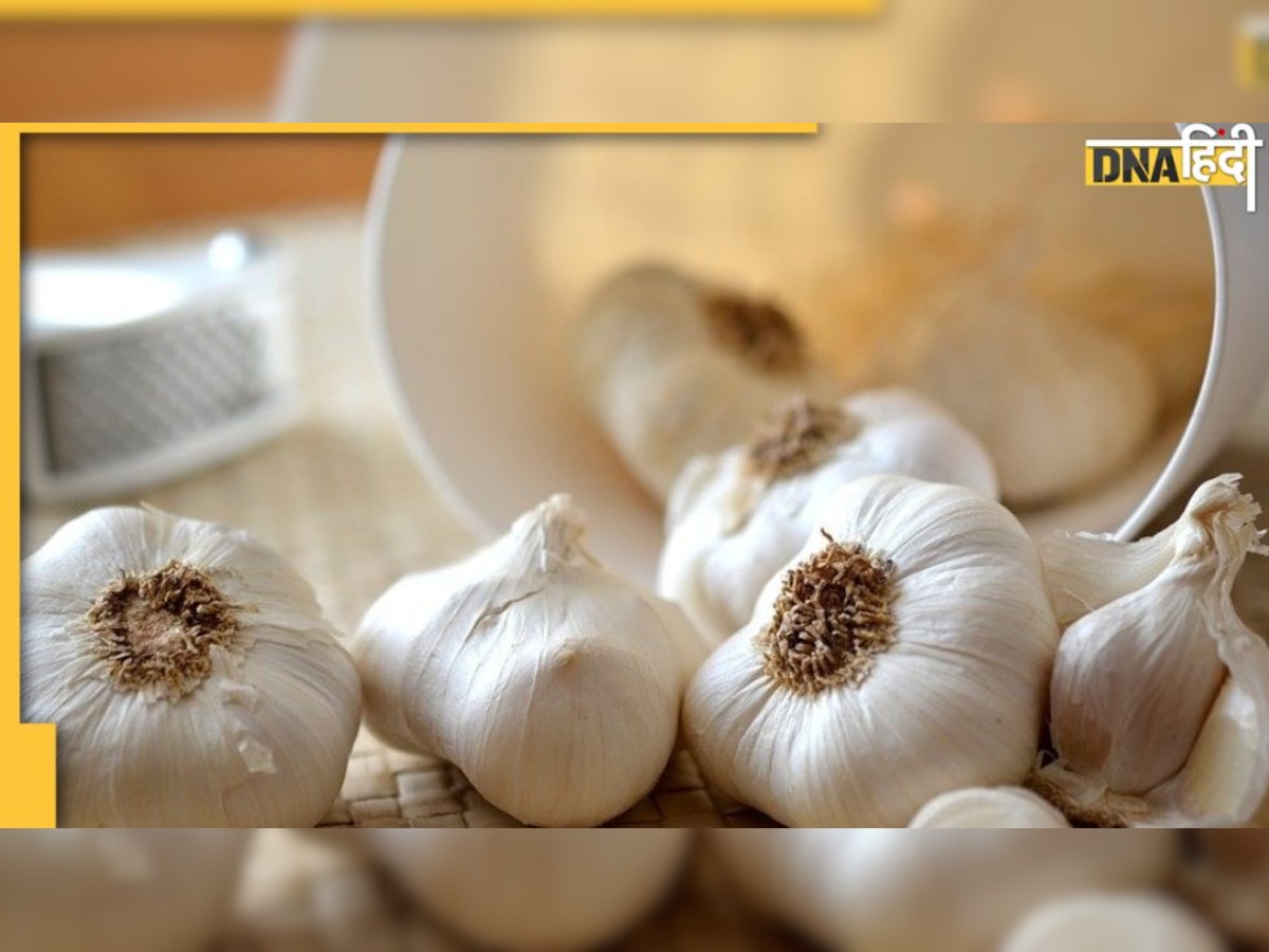 Garlic Side Effects: लहसुन से दूर रहें ये लोग, फायदे की जगह कर सकता है नुकसान 