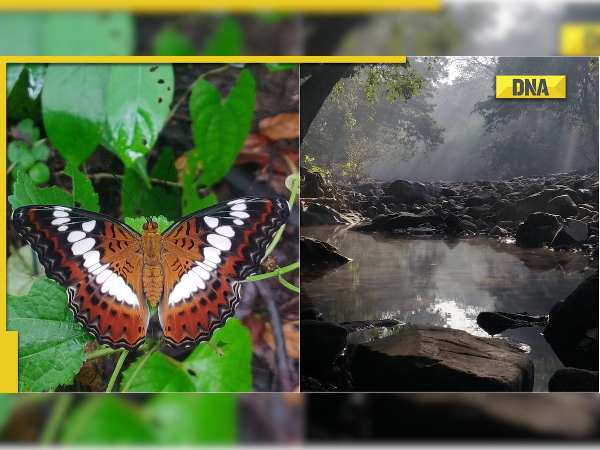 DNA Explainer: Why Aarey forest matters and why is it known as 'Lung of Mumbai'