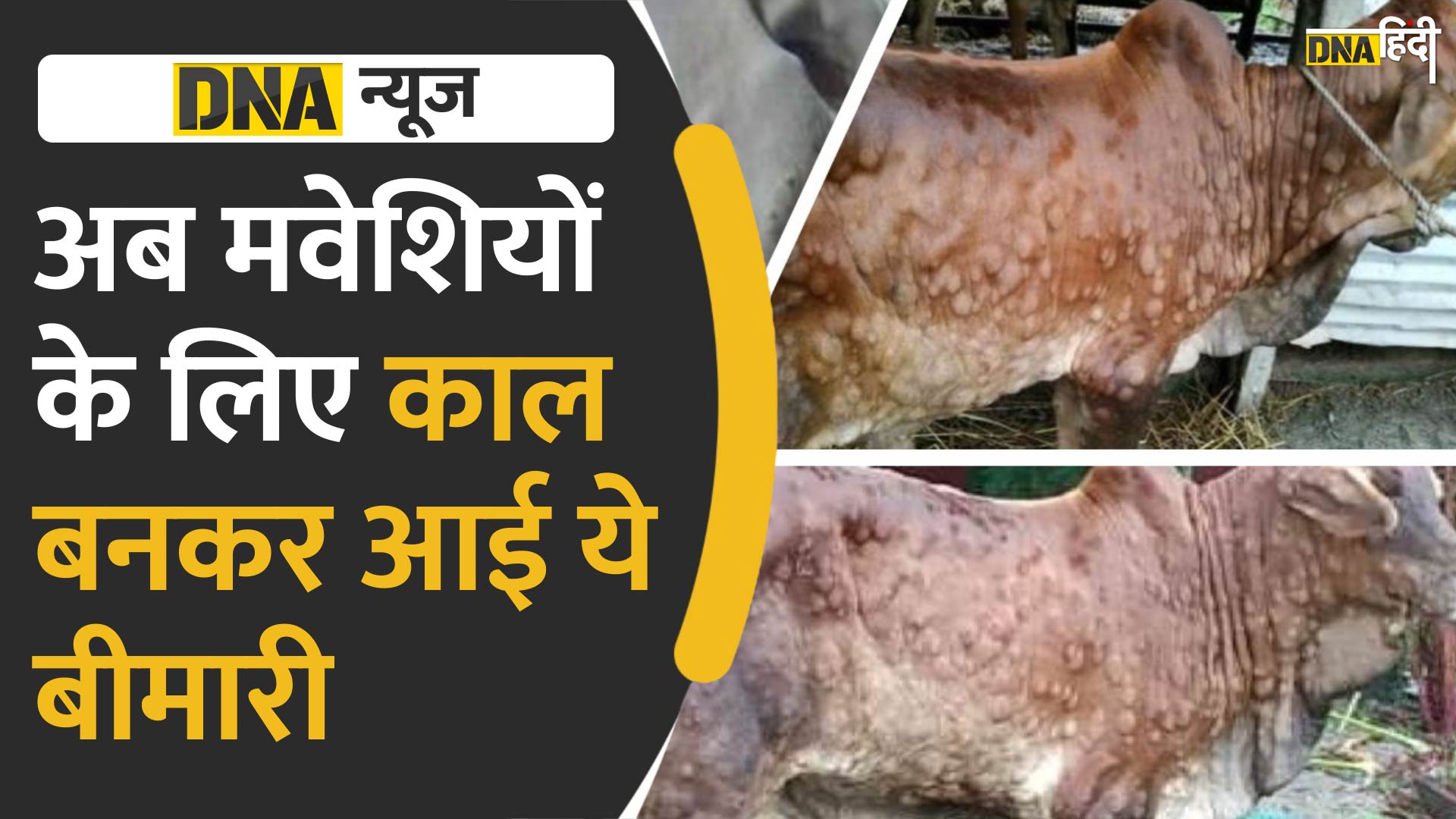 VIDEO: भारत में तेजी से फैल रही है जानवरों की बीमारी लंपी वायरस, कई राज्यों में अलर्ट