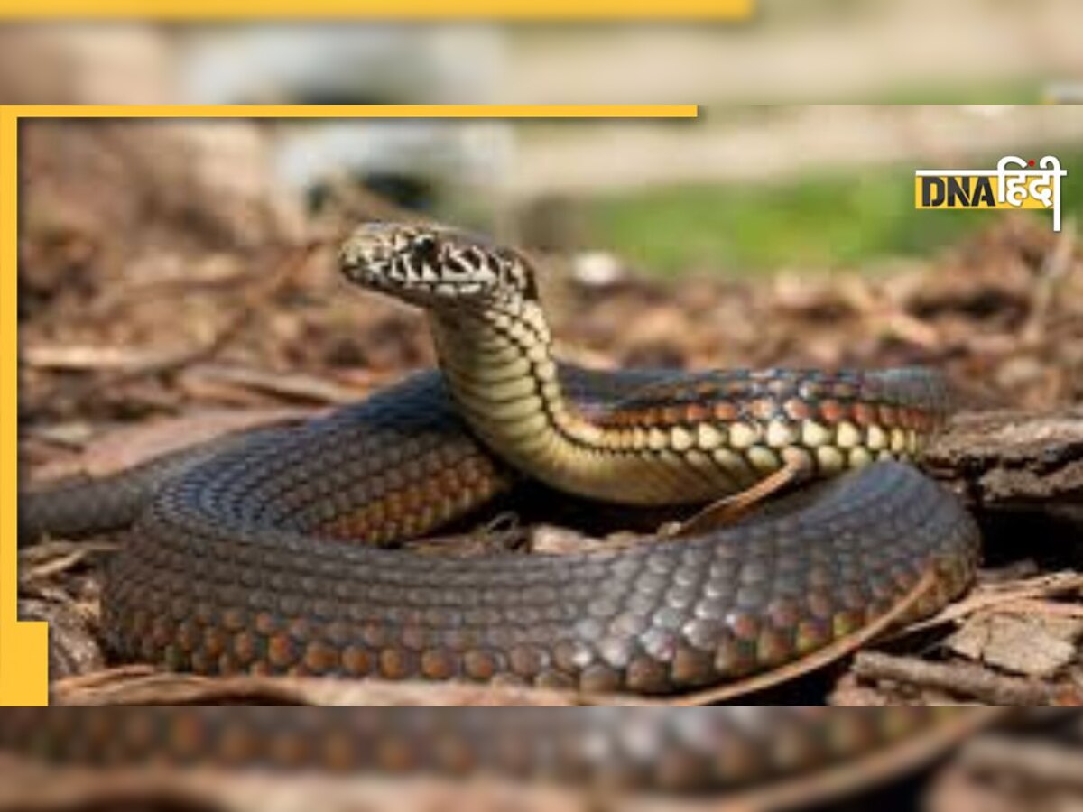 Snake Bite: 3 दिनों में सांप ने 3 भाइयों को डंसा, 2 की मौत, 1 की हालत गंभीर