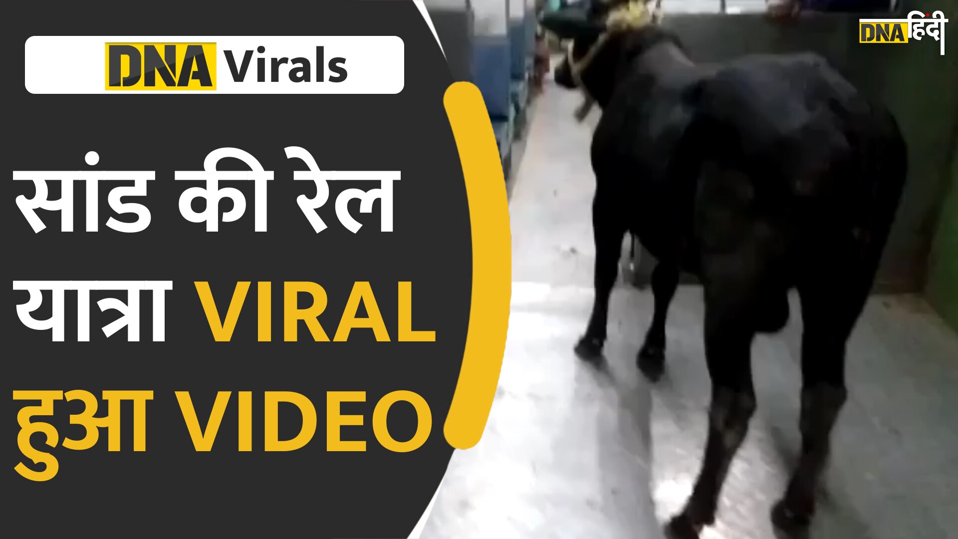 VIDEO: ट्रेन में वायरल हुई सांड की यात्रा, ट्रेन में सफर करता दिख रहा है सांड