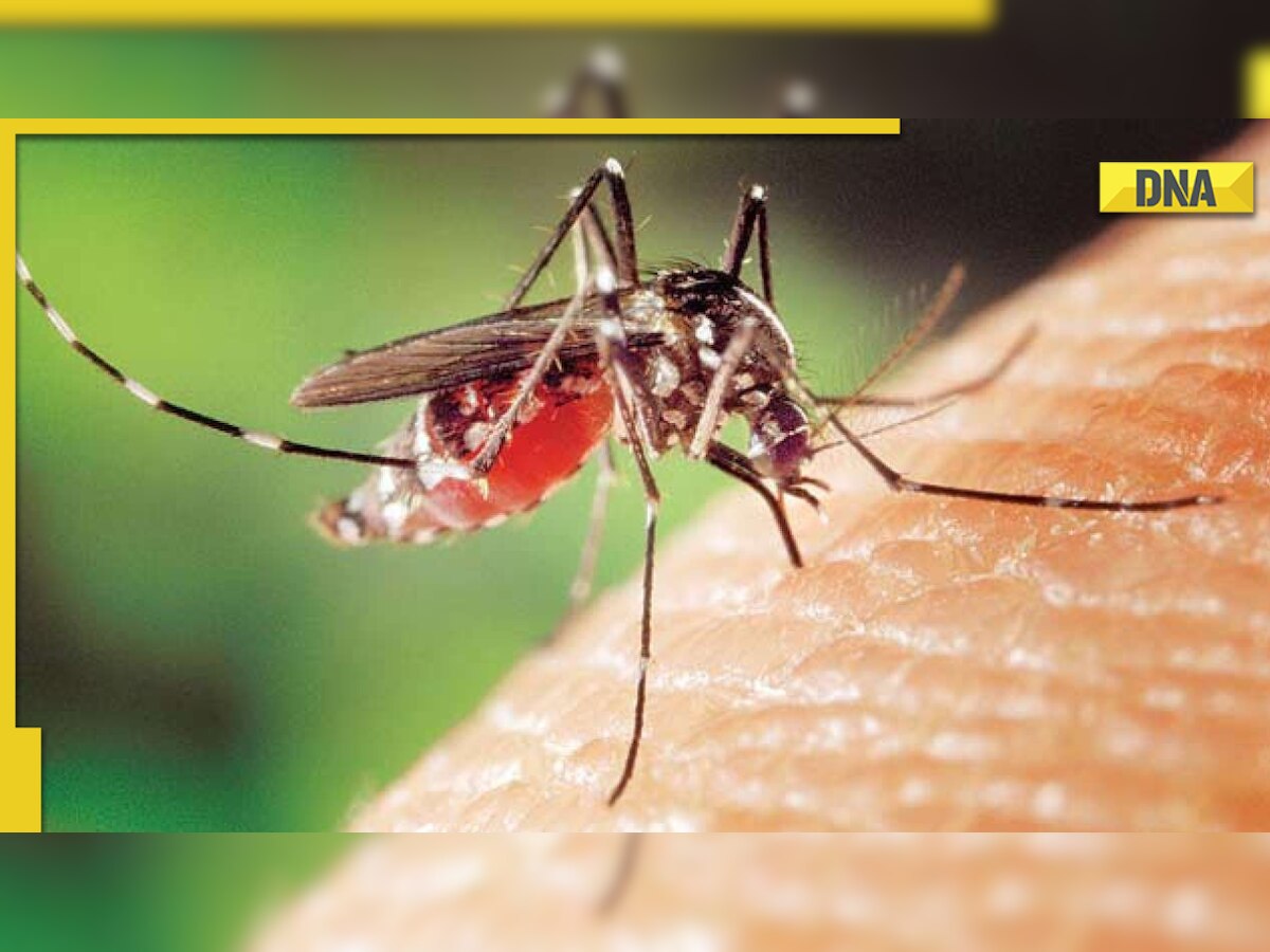 From papaya leaves to neem, here are some ayurvedic home remedies to prevent dengue fever 