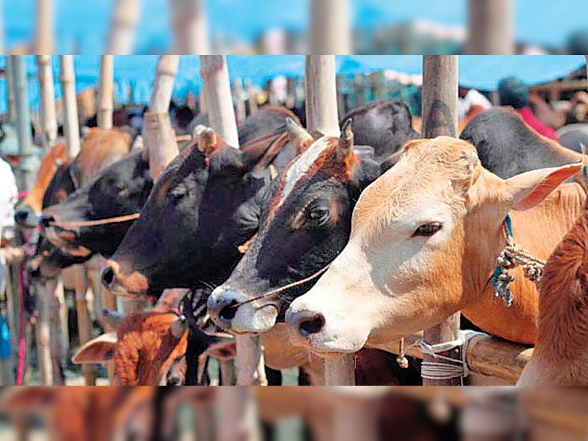 Can Lumpy Skin Disease affect humans? What is Lumpy Skin Disease?