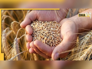 Wheat Price: आम लोगों को मिलेगी राहत, सरकार के इस कदम से सस्ता होगा गेहूं 