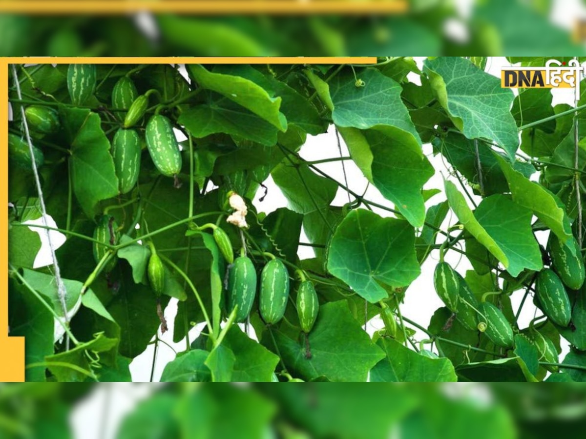 Ivy Gourd Leaves: कुंदरू के पत्ते में है पीलिया और कोलेस्‍ट्रॉल जैसी 5 बीमारियों का नेचुरल ट्रीटमेंट 