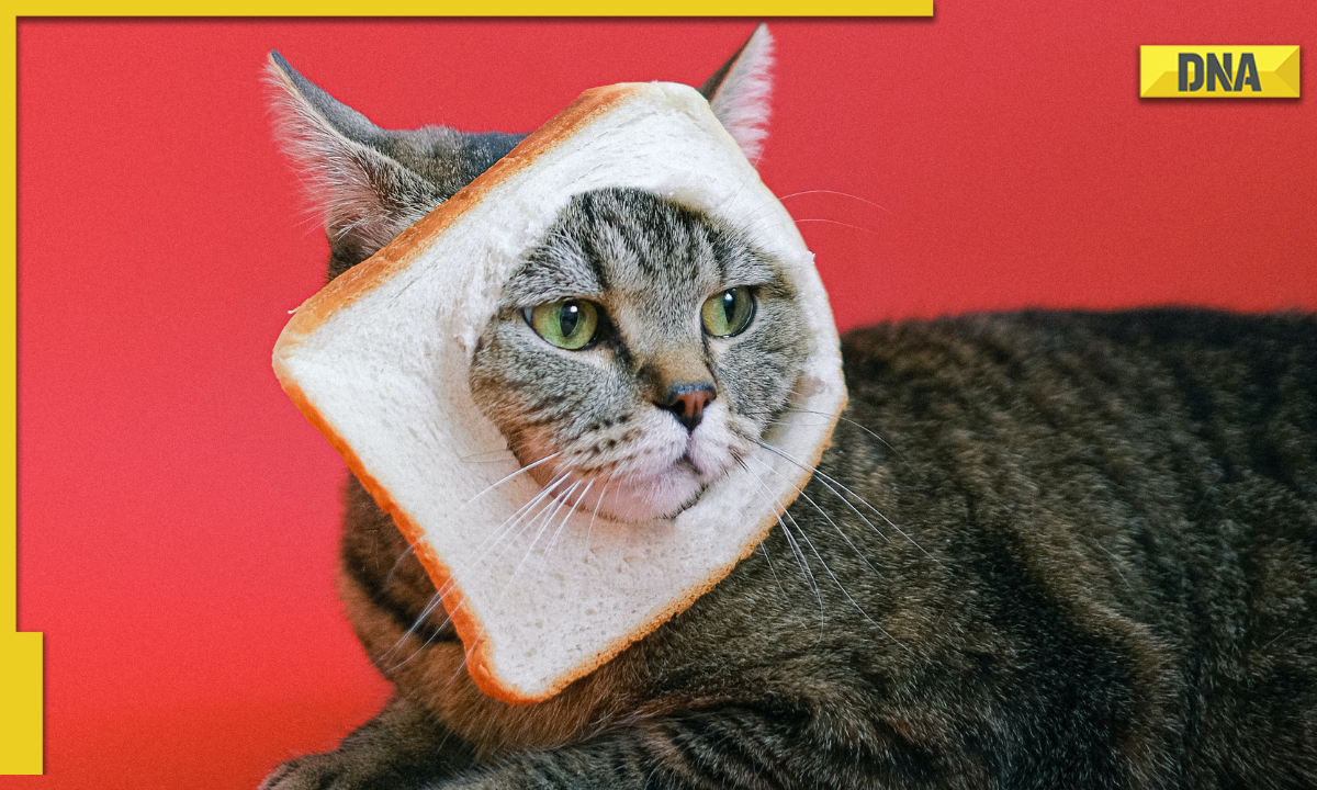 International Cat Day: How to download, send cute cat stickers on ...