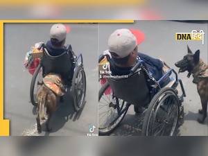 Viral Video: मालिक को व्हीलचेयर पर घुमाता है कुत्ता, यूं रखता है हर चीज का ख्याल
