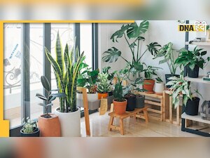 Vastu Tips for Plants: पश्चिम में लगा दिया यह पौधा तो हो जाएगी तो हो जाएगी बेहद गड़बड़, जानिए क्यों?  
