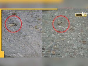 सीधी दीवार पर सरपट दौड़ती नजर आईं बकरियां, Video देख आप भी पूछेंगे- कहां गया ग्रैविटी का नियम?
