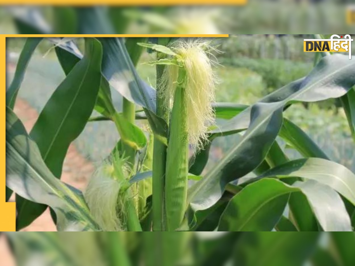 Corn Silk Benefits: किडनी से जुड़ी कोई भी बीमारी दूर करते हैं भु�ट्टे के बाल, शरीर में इंसुलिन को करते हैं एक्टिव