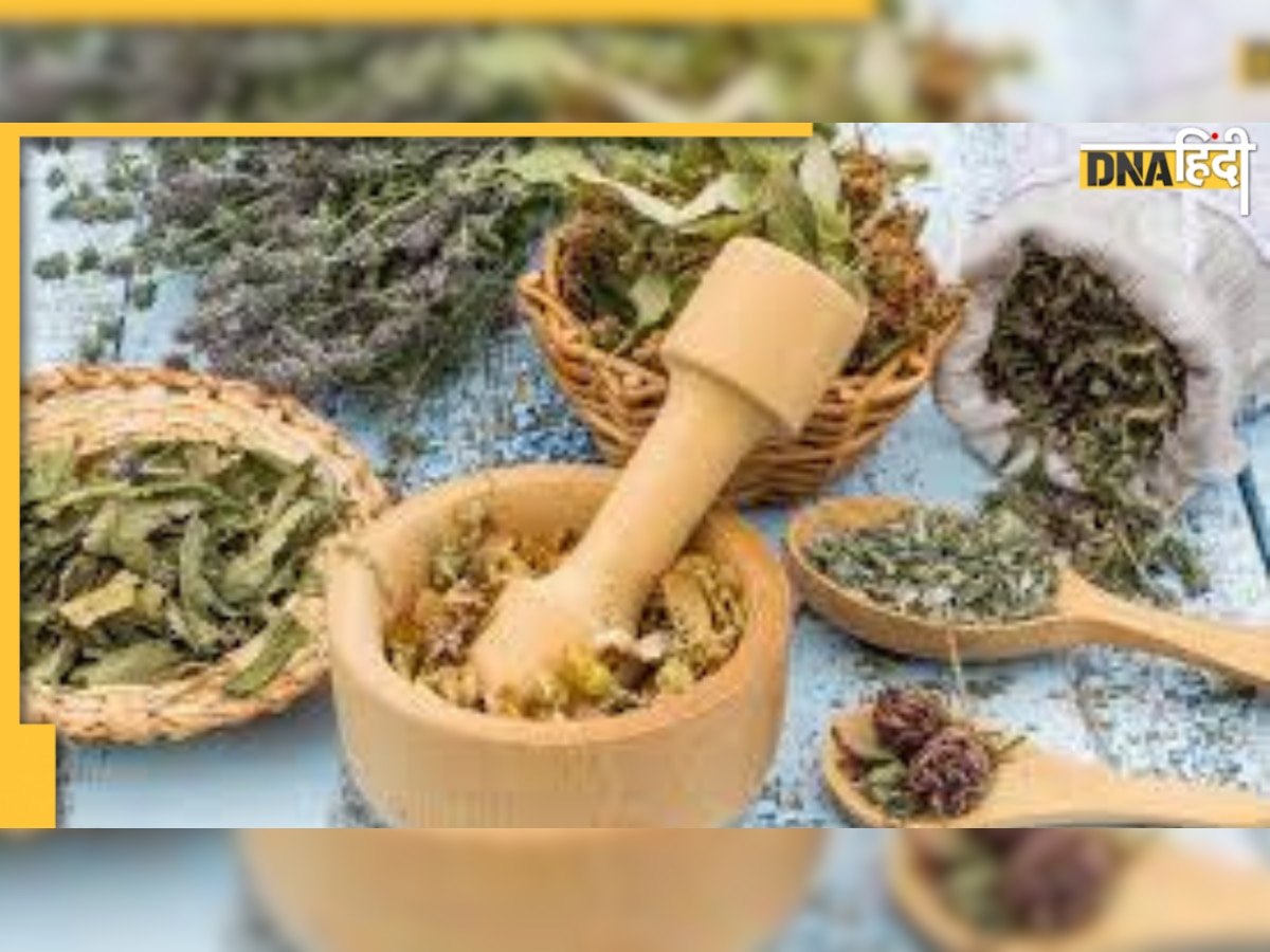 Herbal Leaves Benefits in Wound: स्किन के कोई भी घाव को भर देते हैं करी पत्ता, तुलसी और नीम, जानिए कैसे लगाएं 